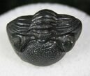 Perfectly Enrolled Eldredgeops Trilobite - NY #13193-1